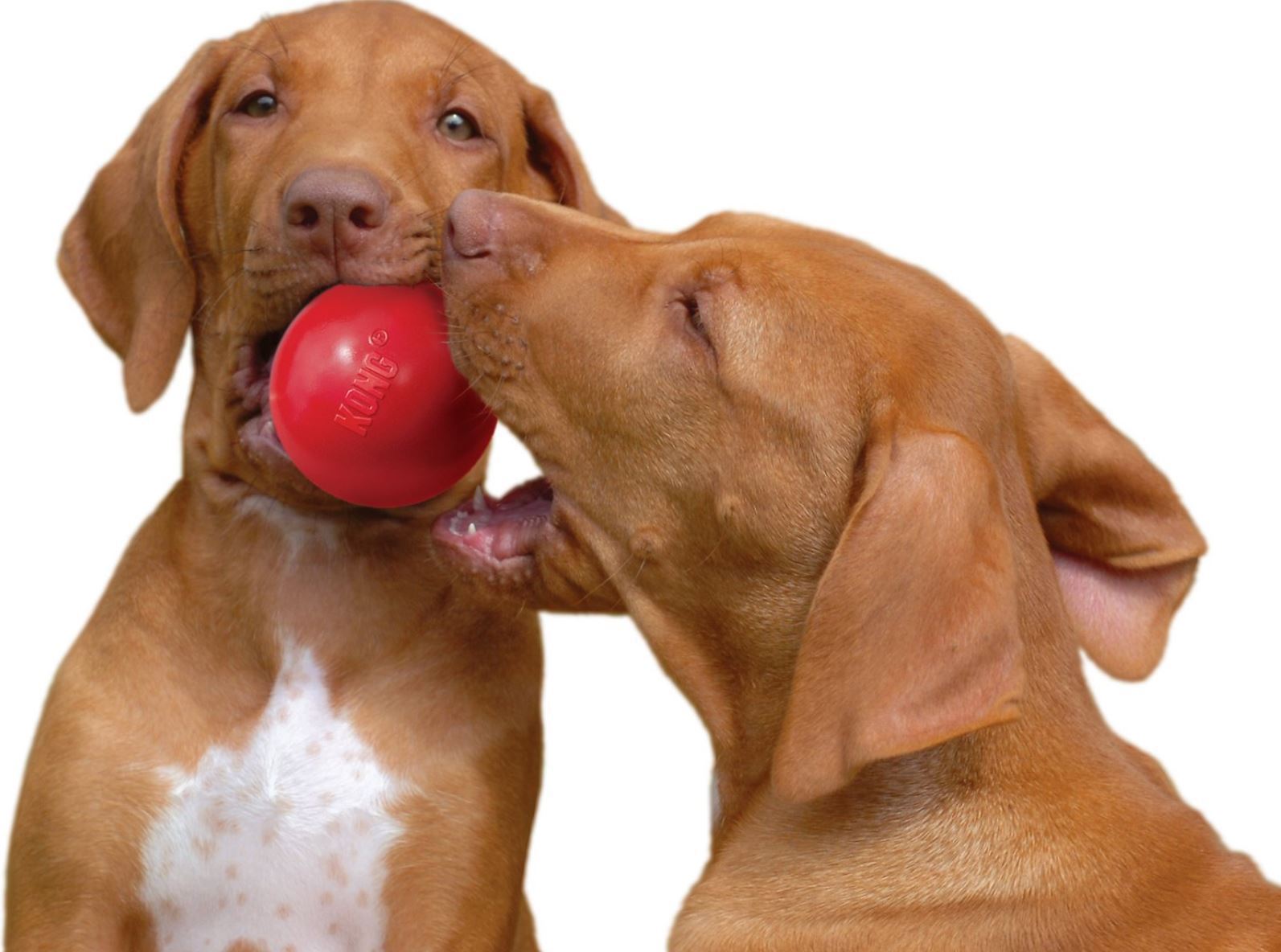 red_kong_ball_for_puppies_2048x2048 קונג כדור קלאסי אדום KONG – תמונה 2