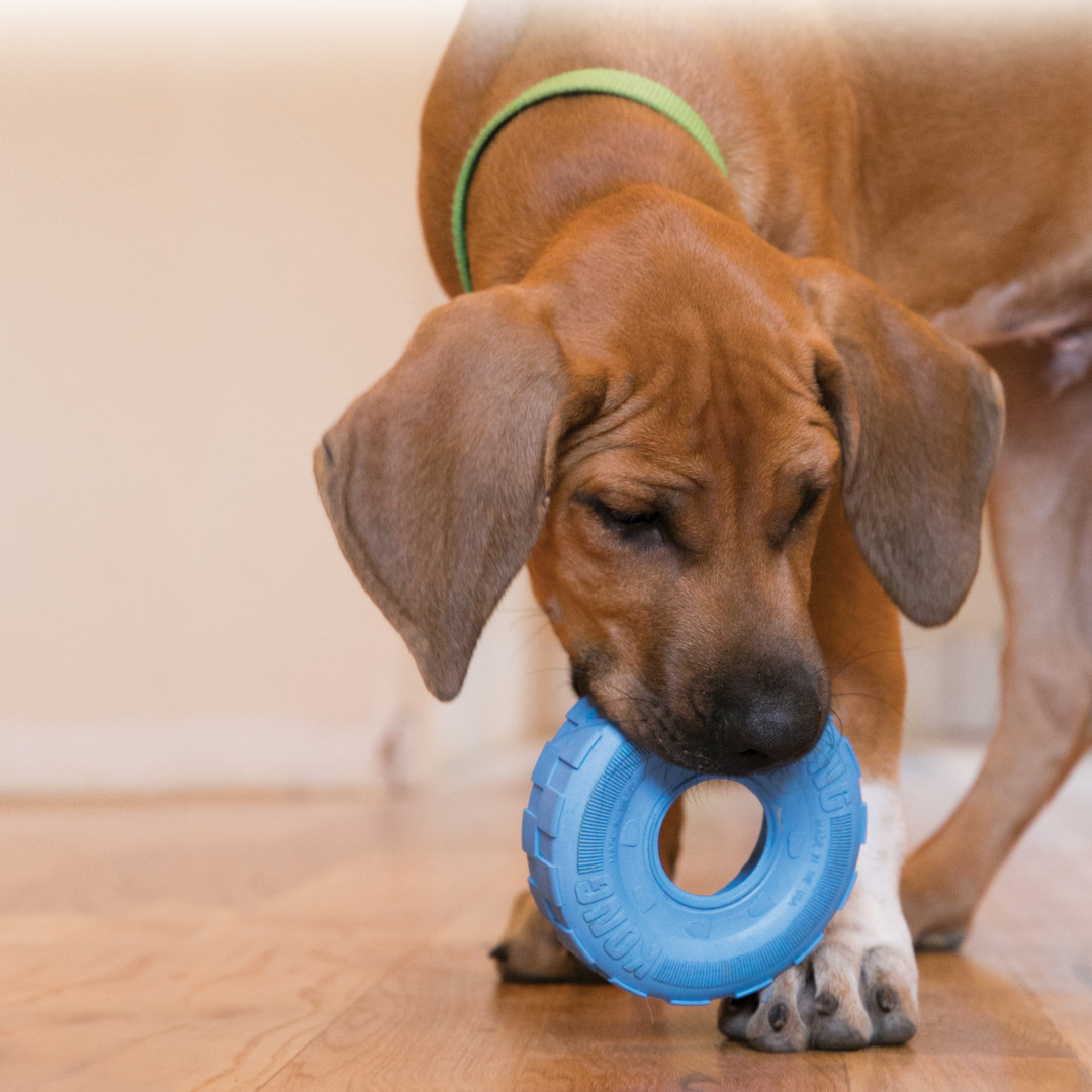 0035585356051 48 met hond קונג צמיג גורים KONG – תמונה 3