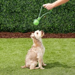 קונג כדור לחיץ עם חבל וידית גדול KONG – תמונה 5